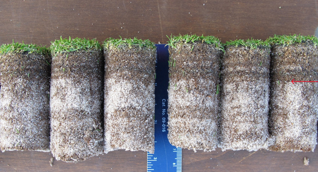 Figure 1. Soil cores from an annual bluegrass green were evaluated from the zone below the green leaf canopy to the distinct interface between the thatch and sand layer indicated by the red arrow. (Photo: Ruying Wang, James Hempfling, James Murphy)