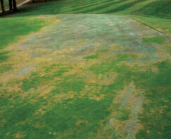 Photo: USGA Green Section Record, 44:2
