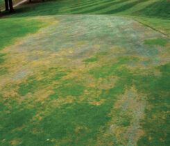 Photo: USGA Green Section Record, 44:2