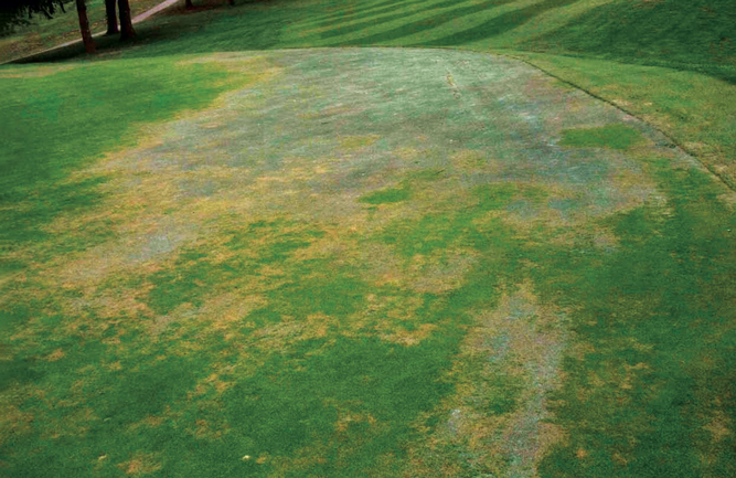 Photo: USGA Green Section Record, 44:2