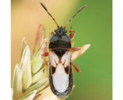 Chinch bugs are tiny and have a white, almost X-like pattern on their backs. (Photo by: Christina Butler / Wikimedia Commons / CC BY 2.0)