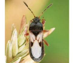 Chinch bugs are tiny and have a white, almost X-like pattern on their backs. (Photo by: Christina Butler / Wikimedia Commons / CC BY 2.0)