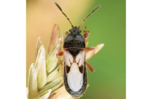Chinch bugs are tiny and have a white, almost X-like pattern on their backs. (Photo by: Christina Butler / Wikimedia Commons / CC BY 2.0)