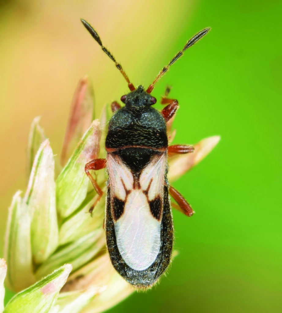 Chinch bugs are tiny and have a white,
almost X-like pattern on their backs. (Photo by: Christina Butler / Wikimedia Commons / CC BY 2.0)