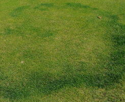 Drought causes Type II (A) fairy rings to develop Type I (B) symptoms in untreated turf. (Photo credit: Syngenta Turf and Landscape and NC State Turf Pathology)