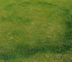 Drought causes Type II (A) fairy rings to develop Type I (B) symptoms in untreated turf. (Photo credit: Syngenta Turf and Landscape and NC State Turf Pathology)