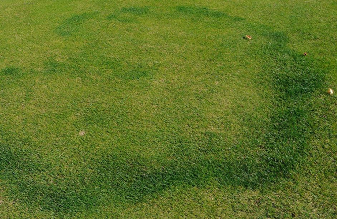 Drought causes Type II (A) fairy rings to develop Type I (B) symptoms in untreated turf. (Photo credit: Syngenta Turf and Landscape and NC State Turf Pathology)