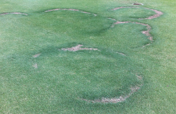 Image B (Photo credit: Syngenta Turf and Landscape and NC State Turf Pathology)
