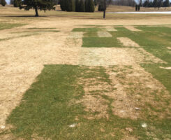Winters in Michigan’s Upper Peninsula have plenty of snow mold, no matter the ocean temperatures in the Pacific.(Photo: Courtesy of Paul Koch and Kurt Hockemeyer)