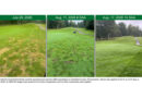 Photo: Syngenta
